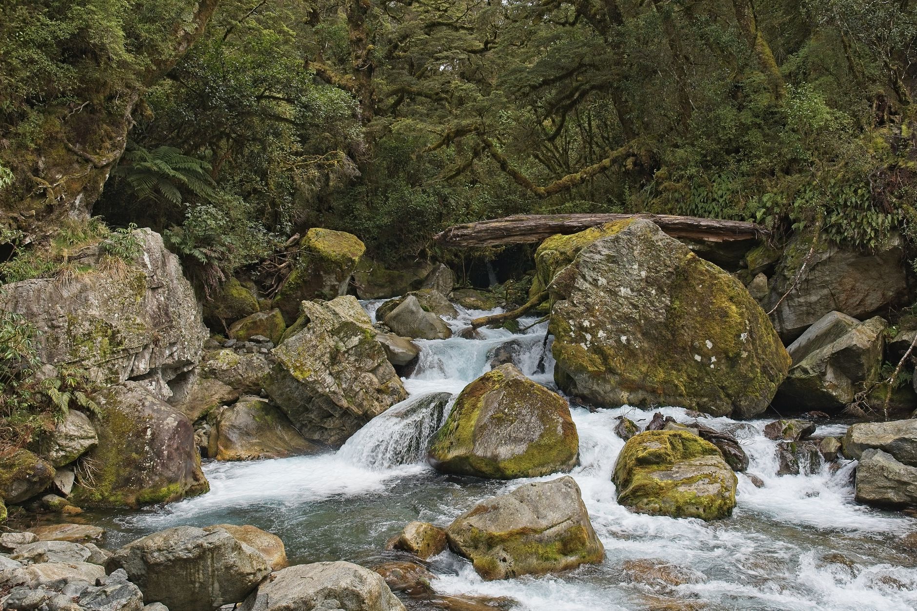 Milford sound fjord surrounded by steep green cliffs